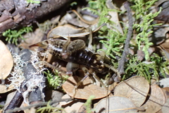 Hemiandrus luna
