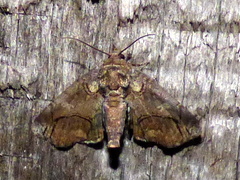 Paectes abrostolella