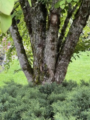 Cercidiphyllum japonicum