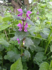 Lamium maculatum