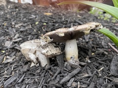 Fungi