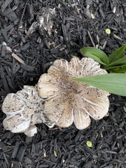 Fungi