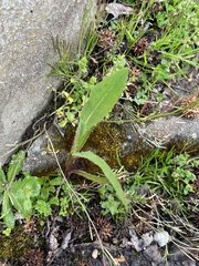 Lactuca serriola