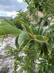 Magnoliopsida