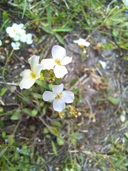 Arabidopsis arenosa