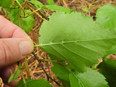 Eriophyes leionotus