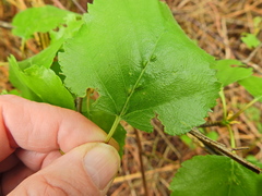 Eriophyes leionotus