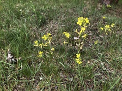 Erysimum crepidifolium