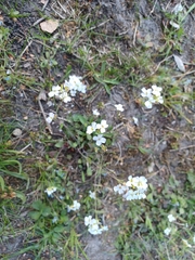 Arabidopsis arenosa