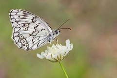 Melanargia larissa