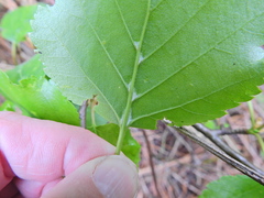 Eriophyes leionotus