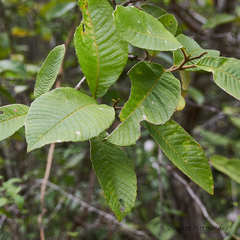 Davilla kunthii