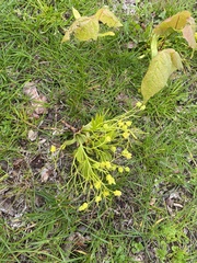 Angiospermae