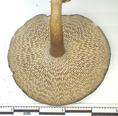 Lentinus longiporus