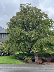 Cercidiphyllum japonicum