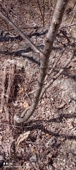 Spondias purpurea