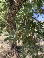 Quercus oblongifolia