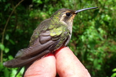 Lampornis amethystinus