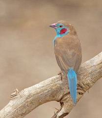 Uraeginthus bengalus