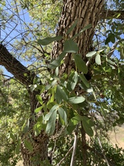 Quercus oblongifolia