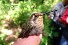 Lampornis amethystinus