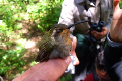 Lampornis amethystinus
