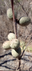Spondias purpurea