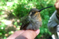 Lampornis amethystinus