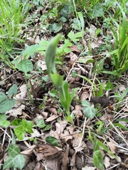Cephalanthera damasonium