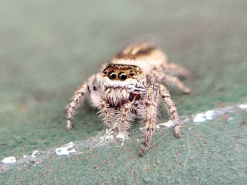Bronze Jumping Spider