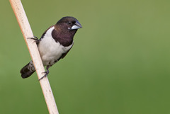 Spermestes cucullata