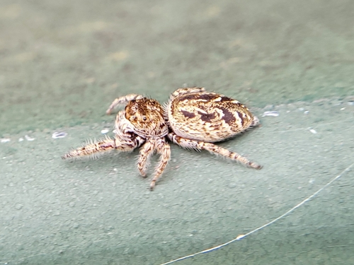 Bronze Jumping Spider