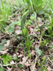 Cephalanthera damasonium