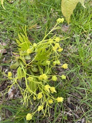 Angiospermae