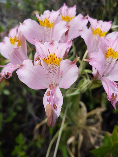 Alstroemeria angustifolia