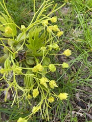 Angiospermae