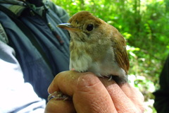 Catharus occidentalis