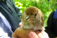 Catharus occidentalis