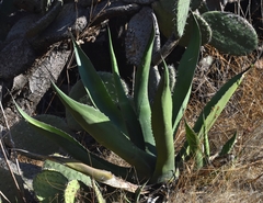 Agave