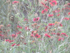 Gaillardia amblyodon