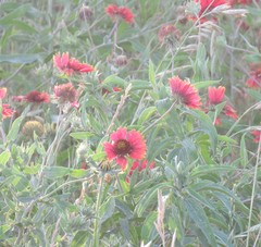 Gaillardia amblyodon