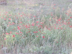 Gaillardia amblyodon