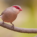 Black-rumped Waxbill - Photo (c) Paul Cools, some rights reserved (CC BY-NC), uploaded by Paul Cools