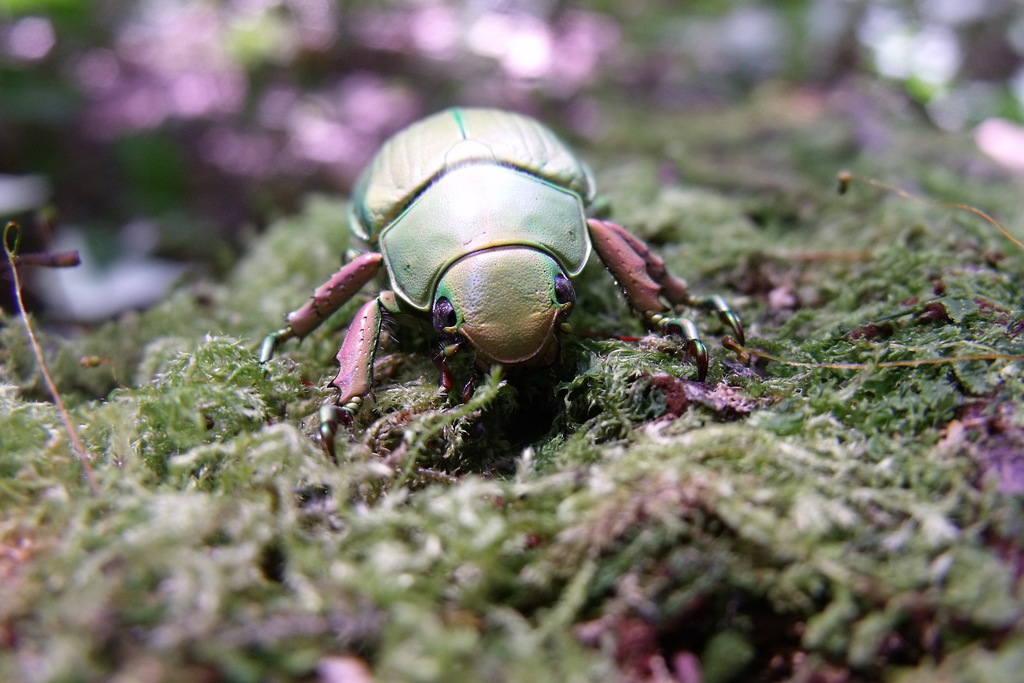 Chrysina crassimargo