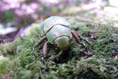 Chrysina crassimargo
