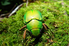 Chrysina crassimargo