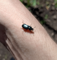 Platycerus primigenius