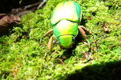 Chrysina crassimargo