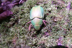 Chrysina crassimargo