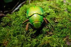 Chrysina crassimargo